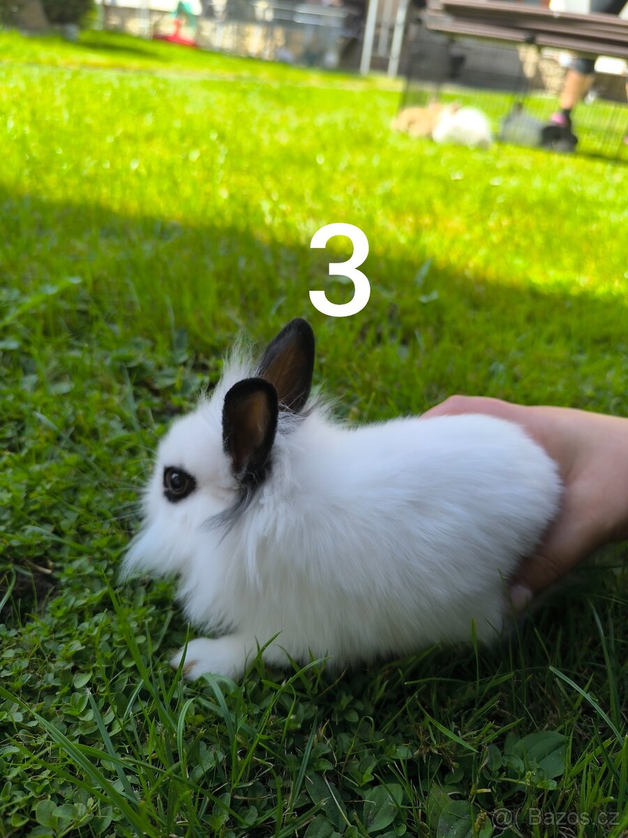 Zakrslý králík prodej - 3