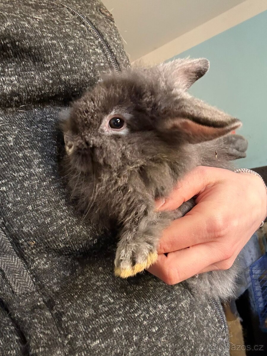 Zakrslý králíček - 3
