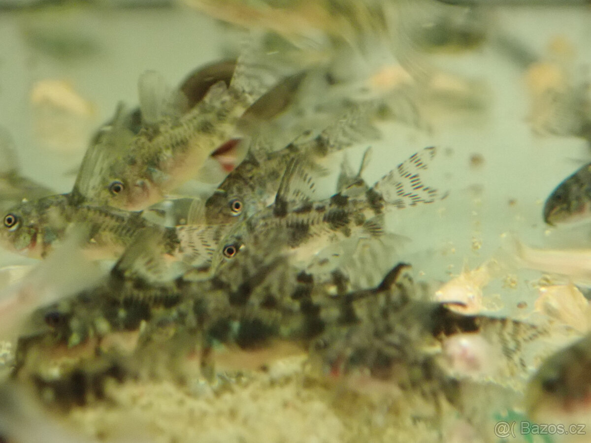 Pancéřníček skvrnitý - 3