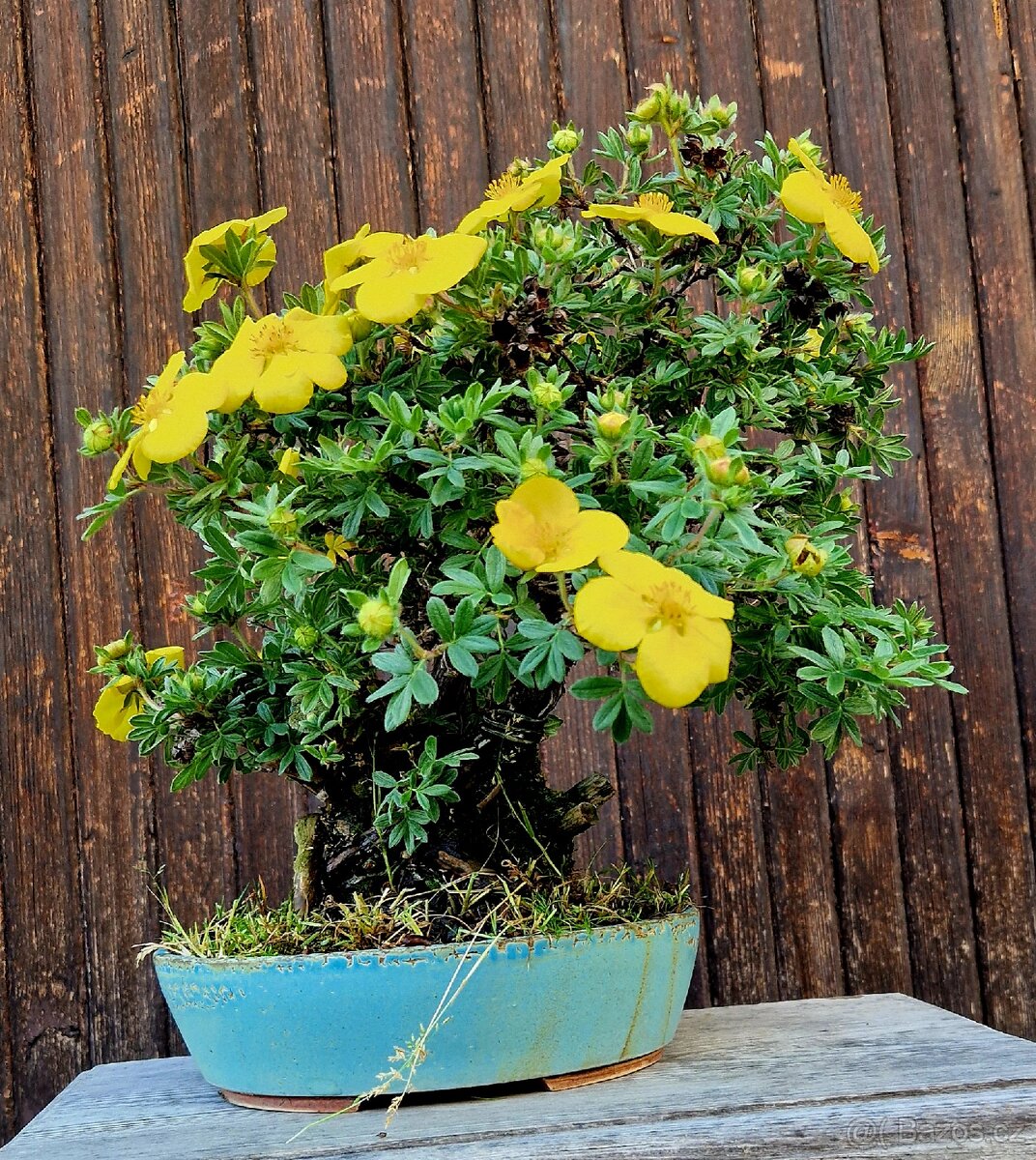 Bonsai, Bonsaj - Mochna 1 - 3