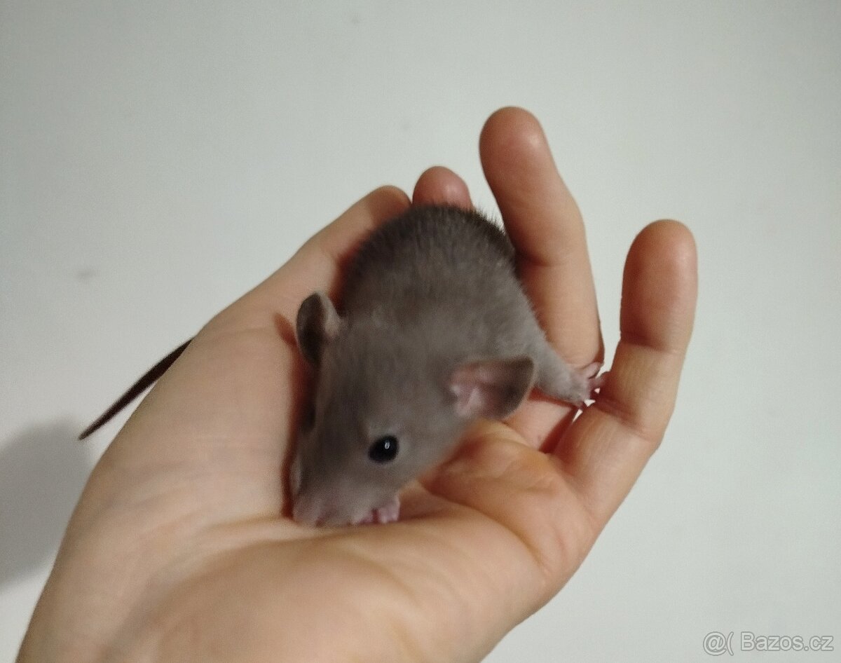 Potkan dumbo - 3