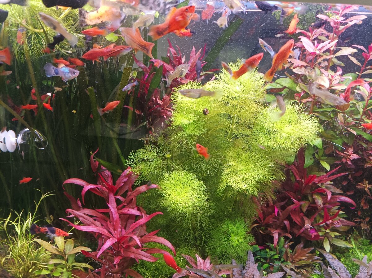 Mečovky, Molly, endler- Japan blue - 3