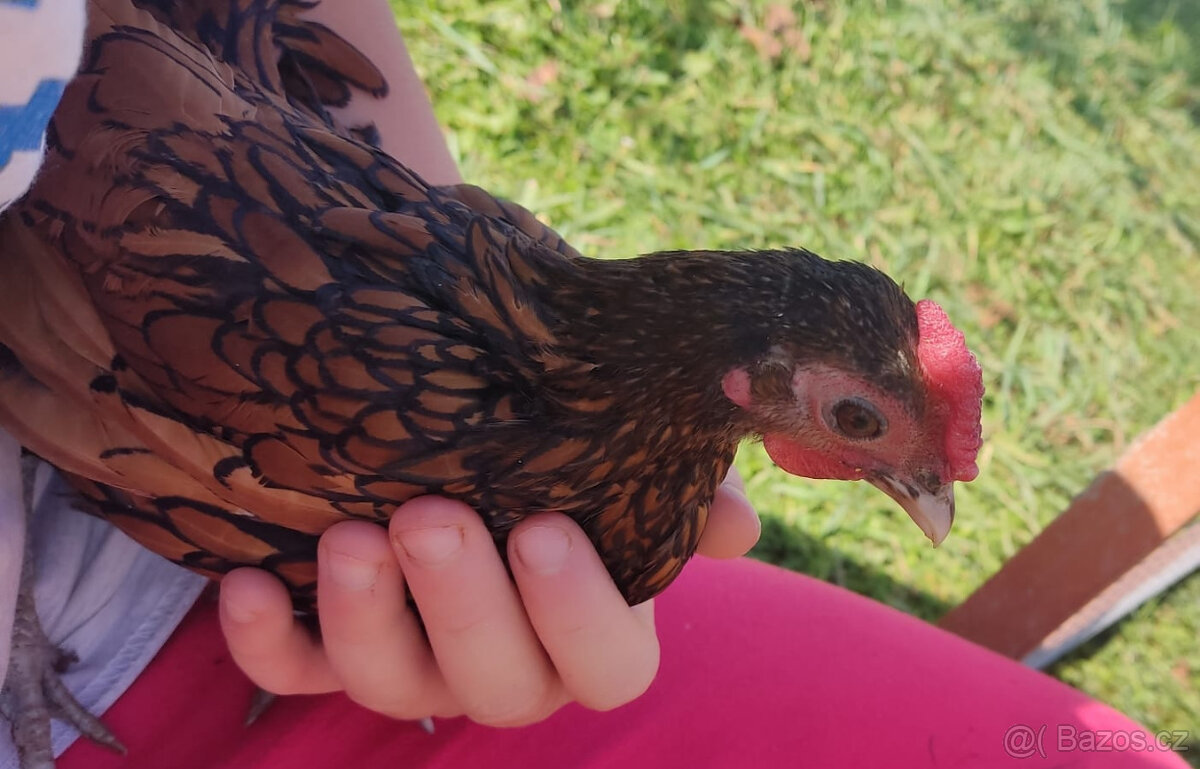 Sebritka kohoutek zlatý lemovaný - 3