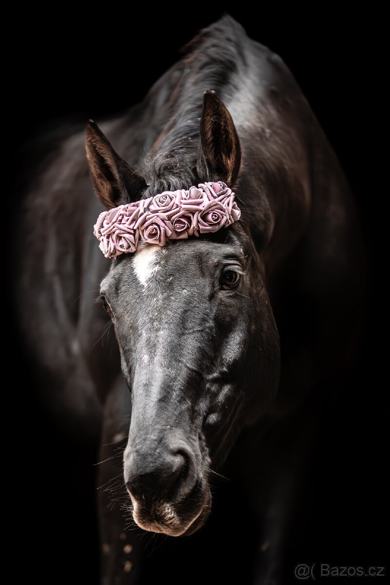 Pronájem valacha - 3