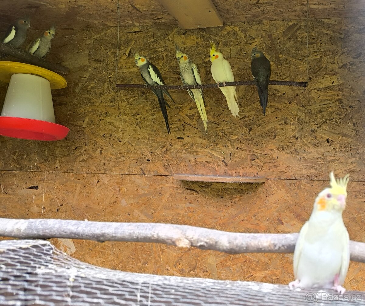 Andulky a korely - 3