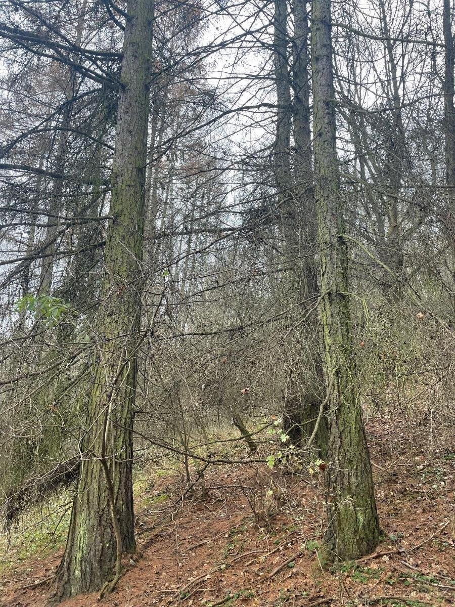 Prodám lesní pozemek v k.ú. Pěčíkov - 3