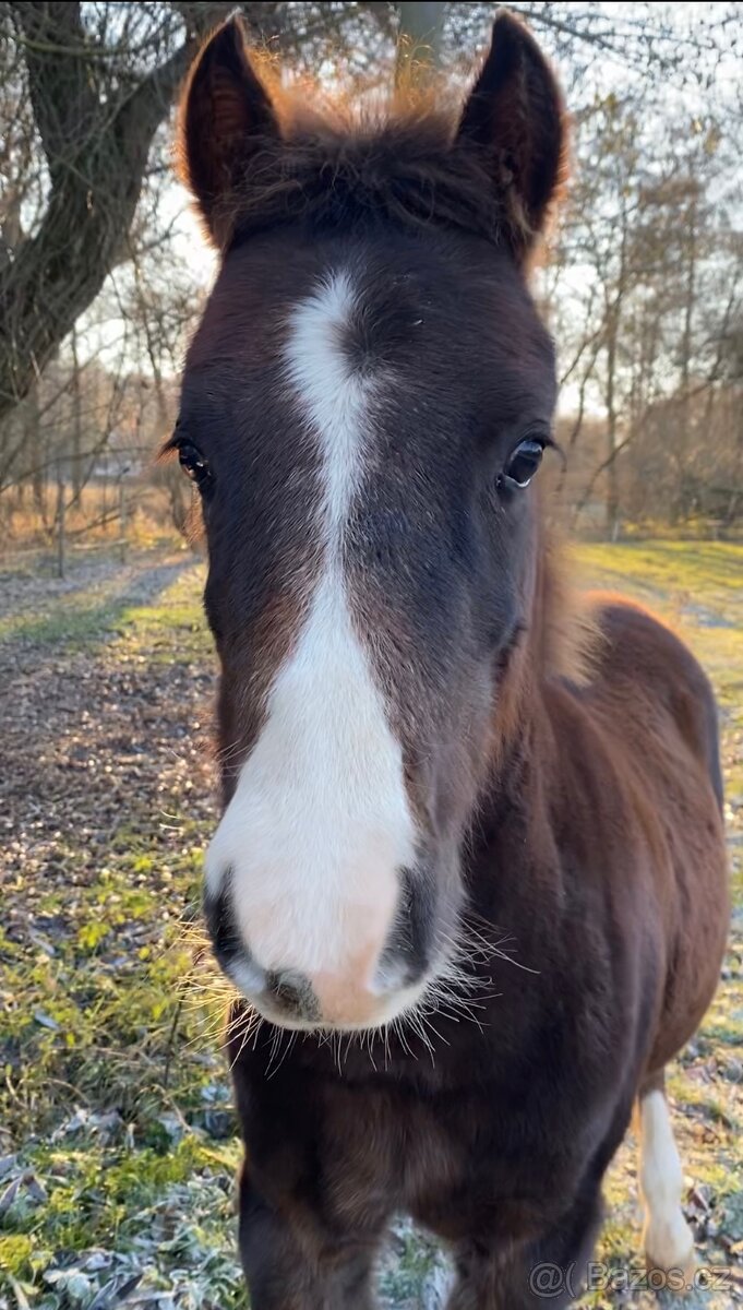 Welsh pony of cob type, sekce C - 3