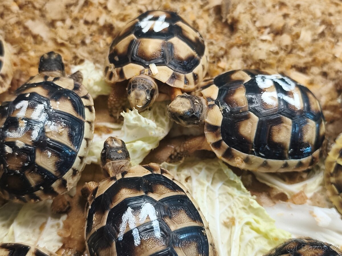 Želva suchozemská - zelenavá, vroubená - 3
