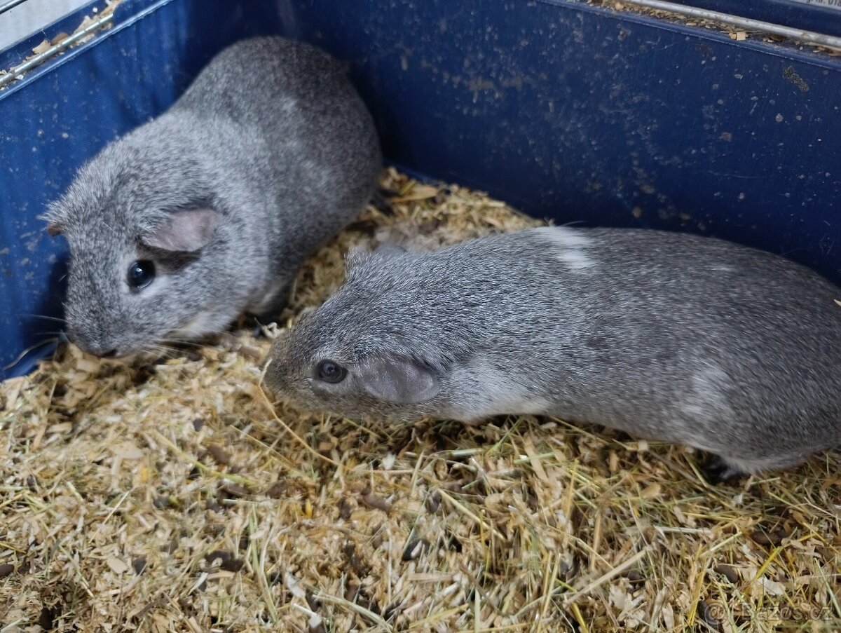 Morče aguti stříbrné samičky - 3