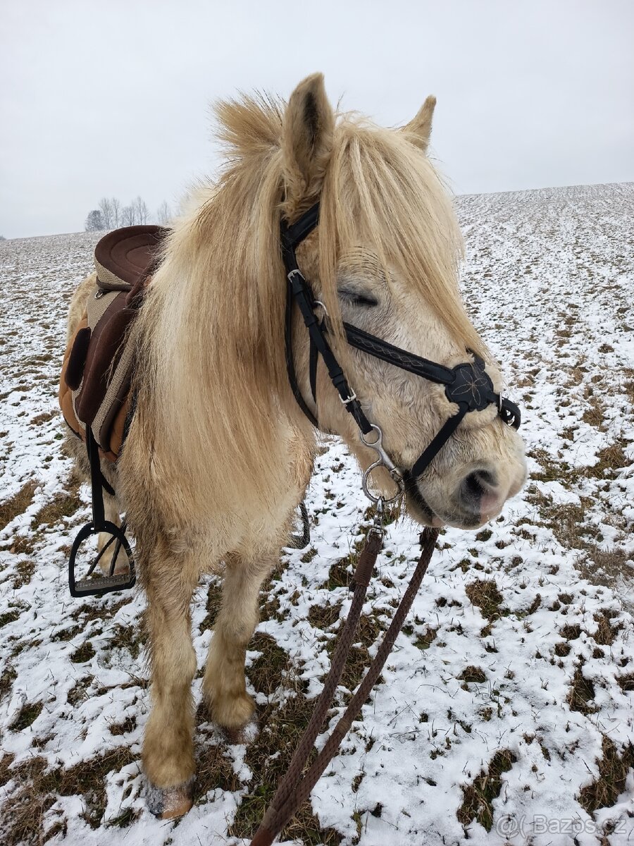 Mexická uzdečka/Mexický nánosník - 3