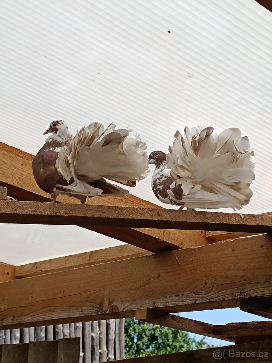 Holuby - 3