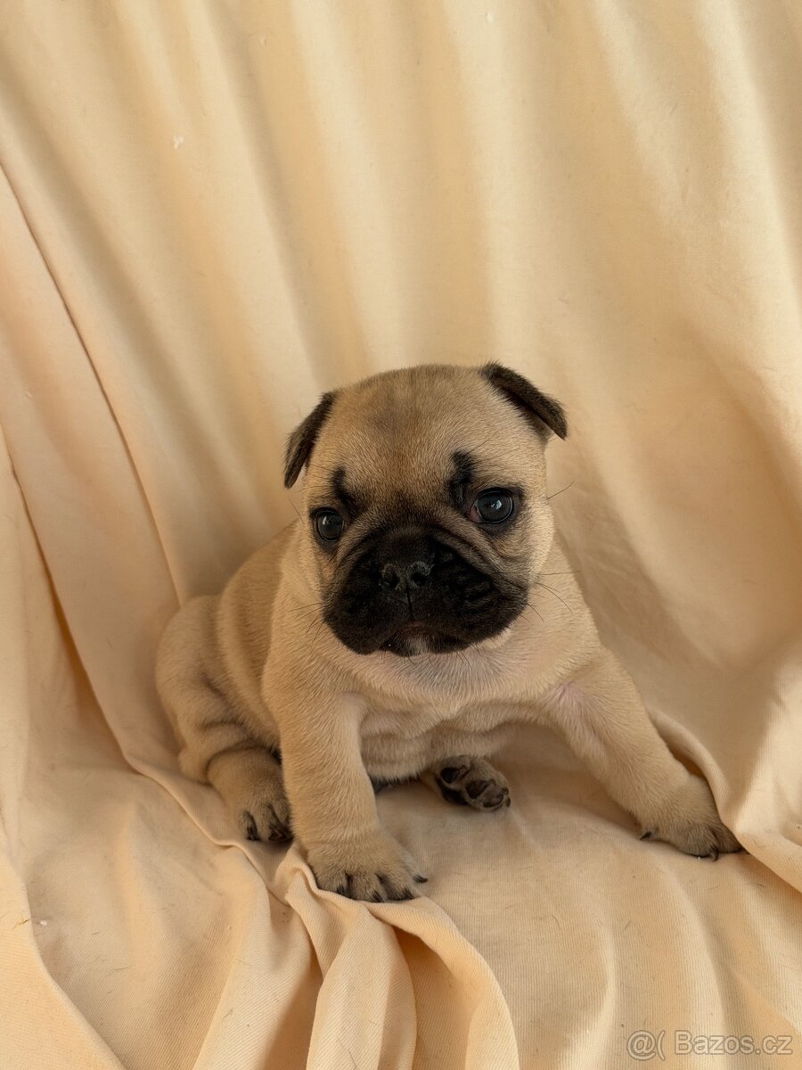 Štěně francouzského buldočka - 3