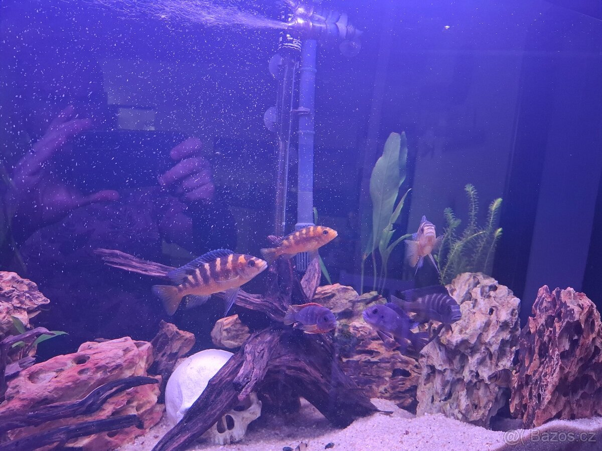 Daruji mix malawi - 3