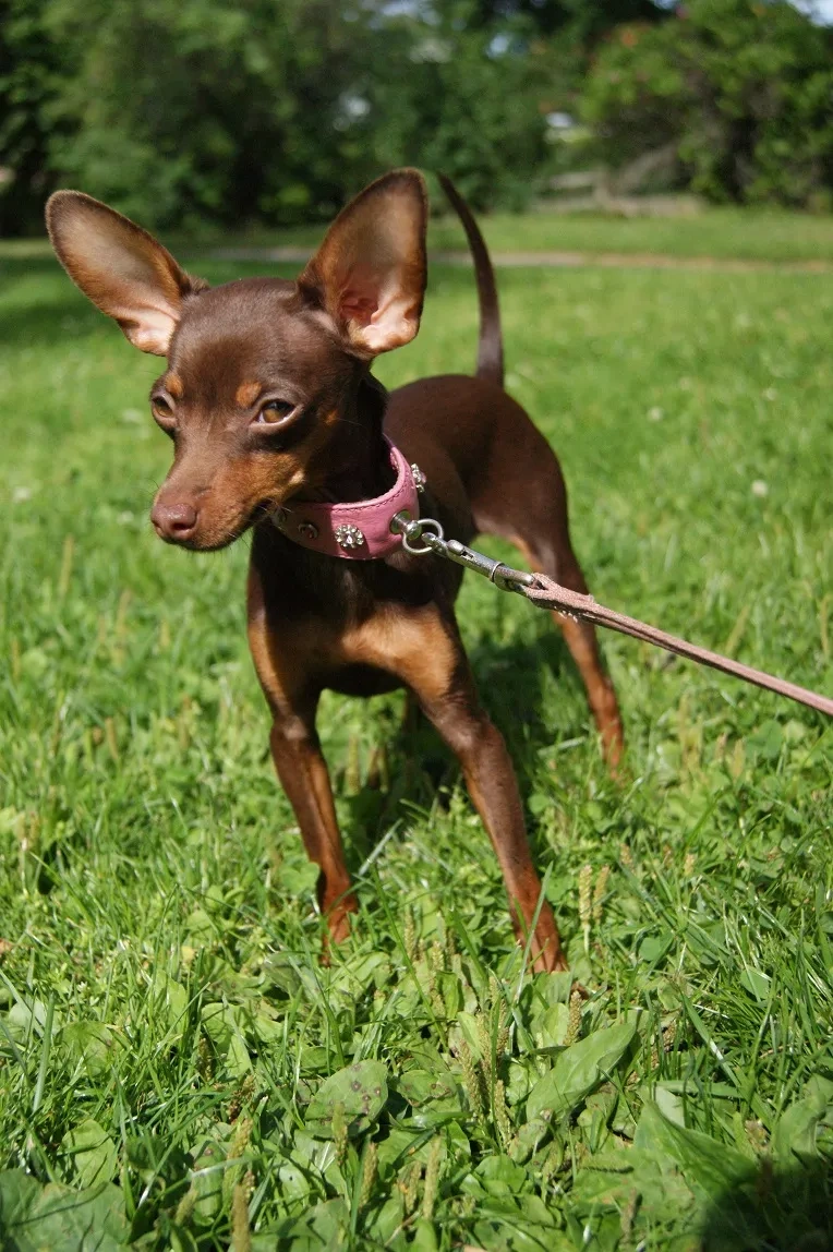 Pražský krysarik mini - 3