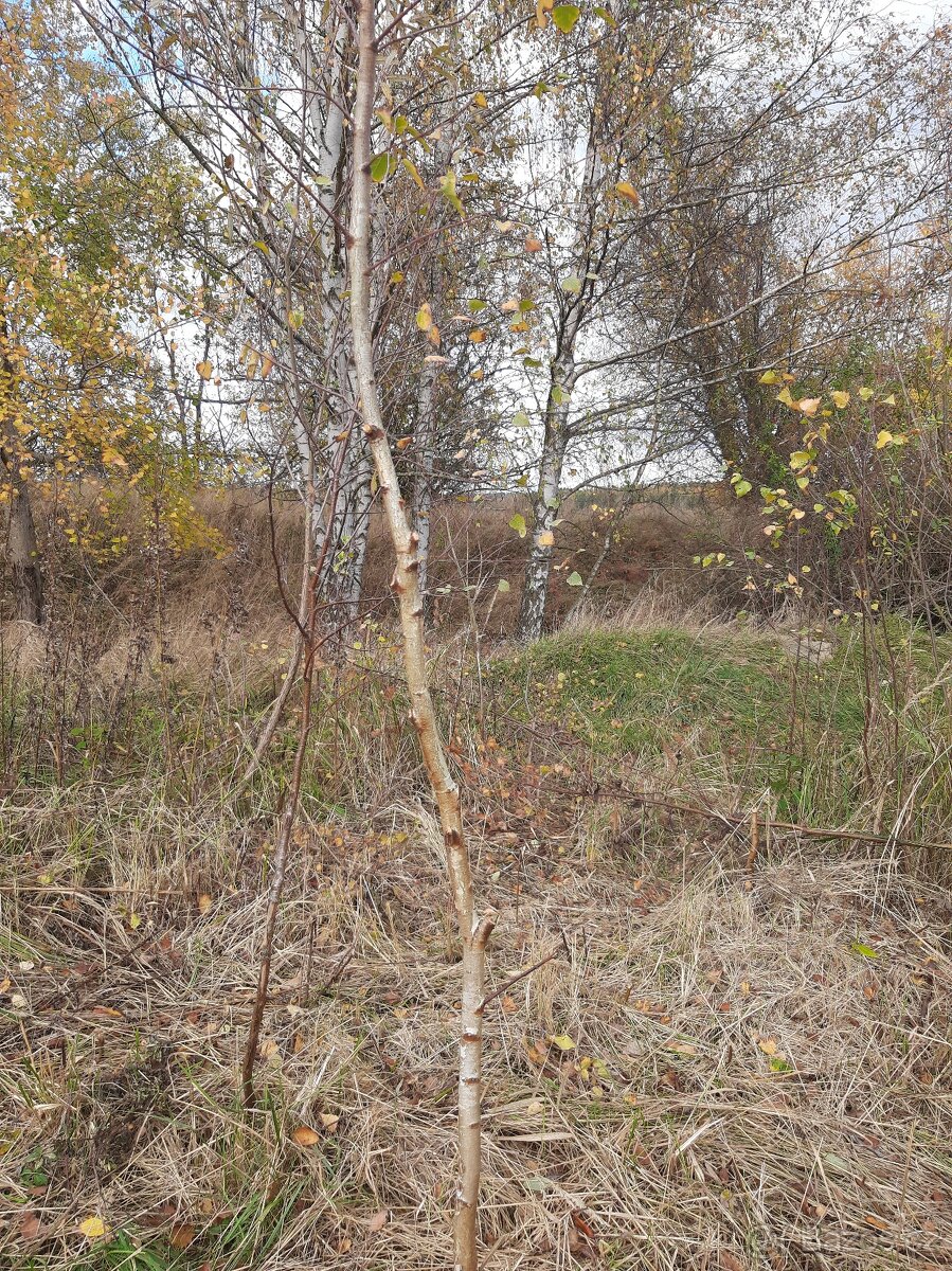Pozemek na samotě - 3