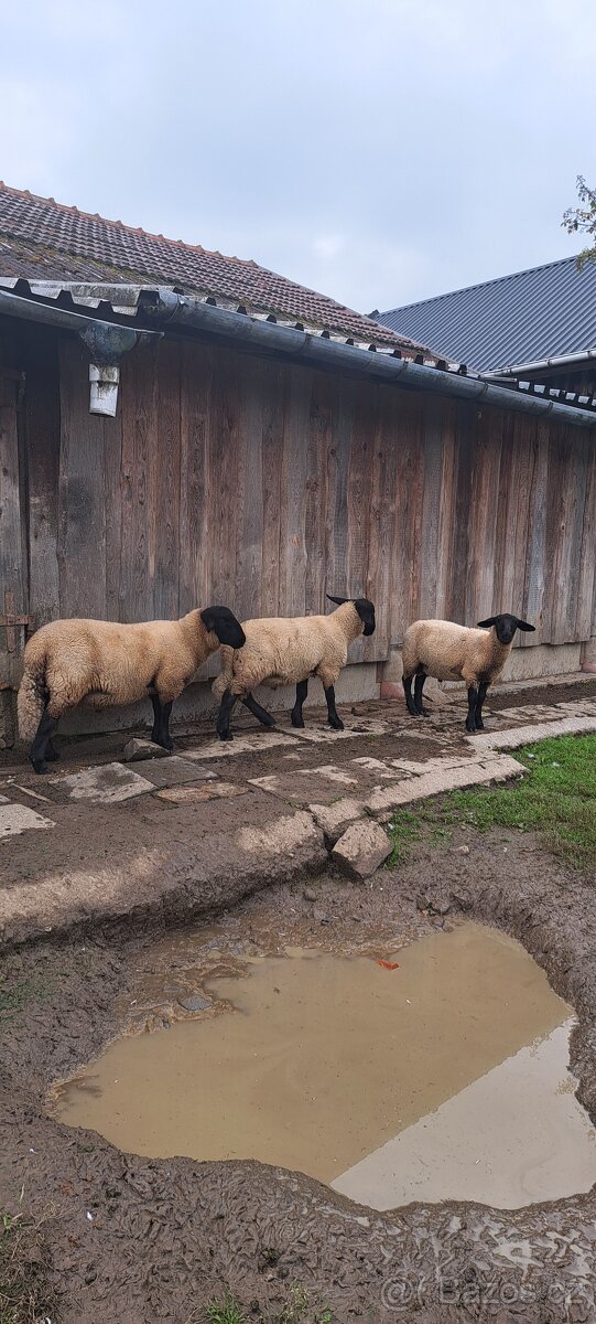 Berani Suffolk - 3