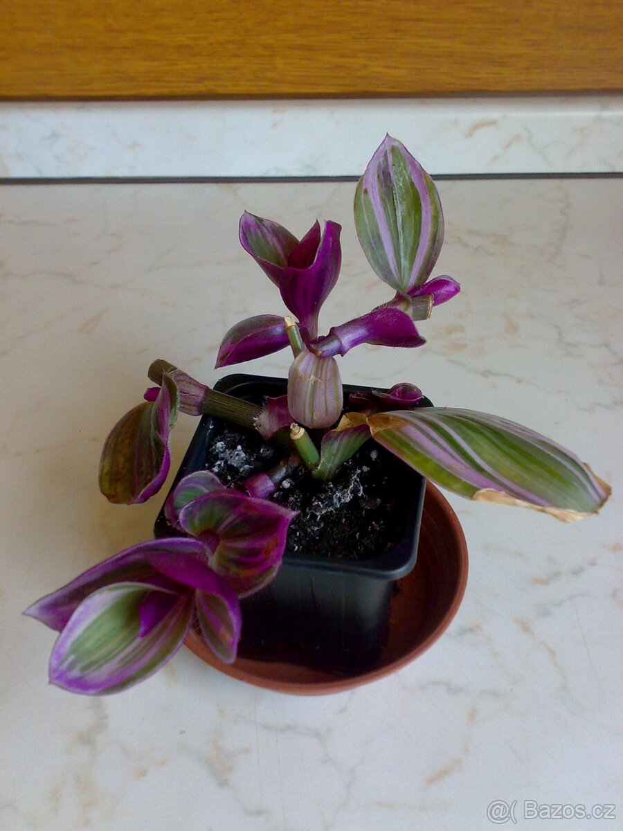 Voděnka Tradescantia fluminensis "Nanouk" - rostlina - 3