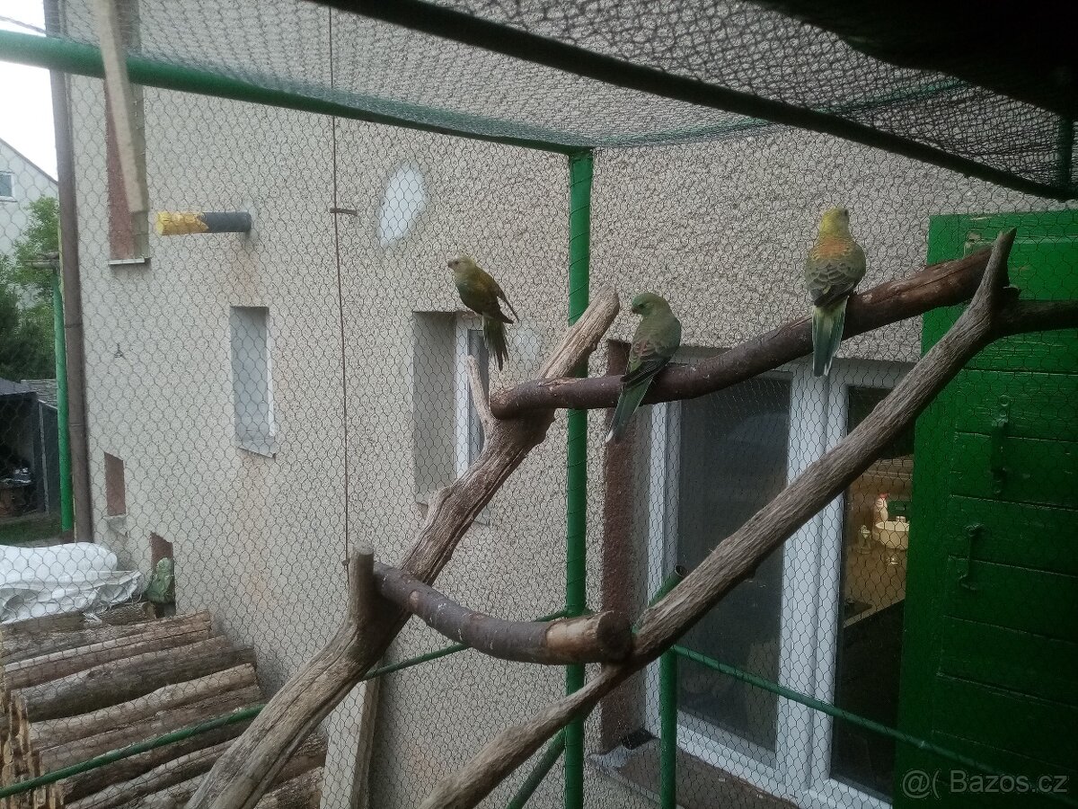 Papoušek zpěvavý, letošní mladé - 3