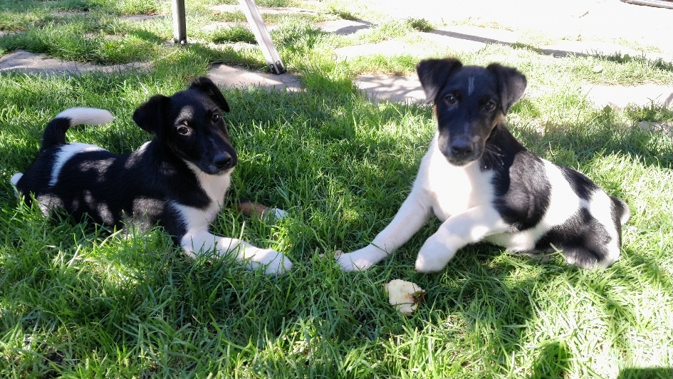 Foxterier hladkosrstý - 3