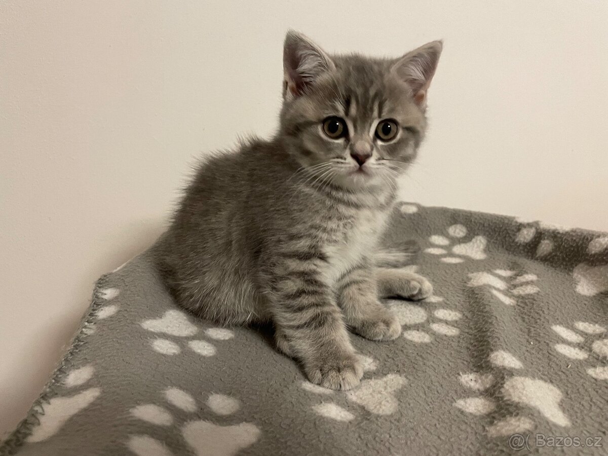 koťátko bez PP (kočička světlá) - 3