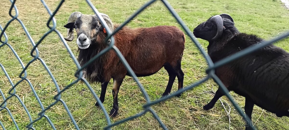 Kamerunský beran linie Galileo , zapsán v plemenné knize. - 3
