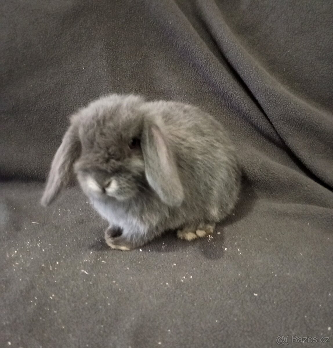 Zakrslý beránek králíček - 3