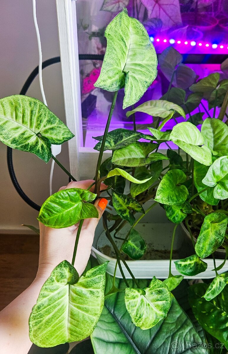 Syngonium pixie - 3