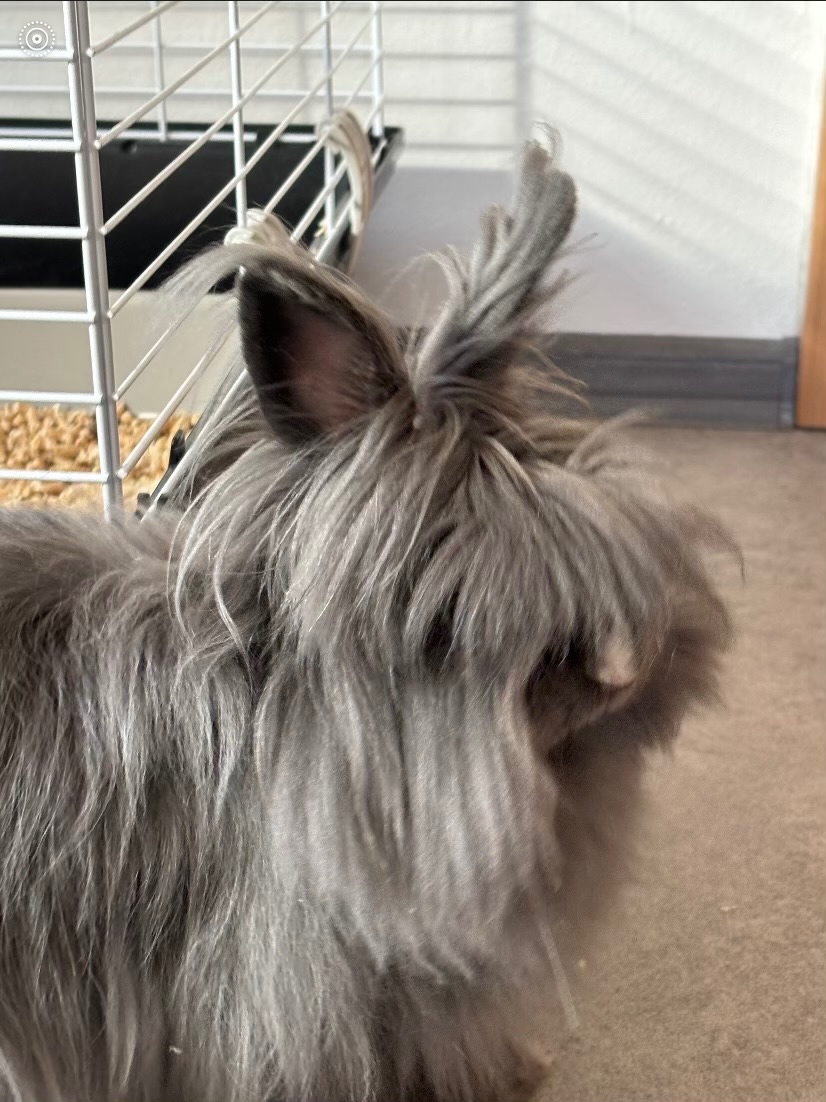 Březí samička SPĚCHÁ - 3