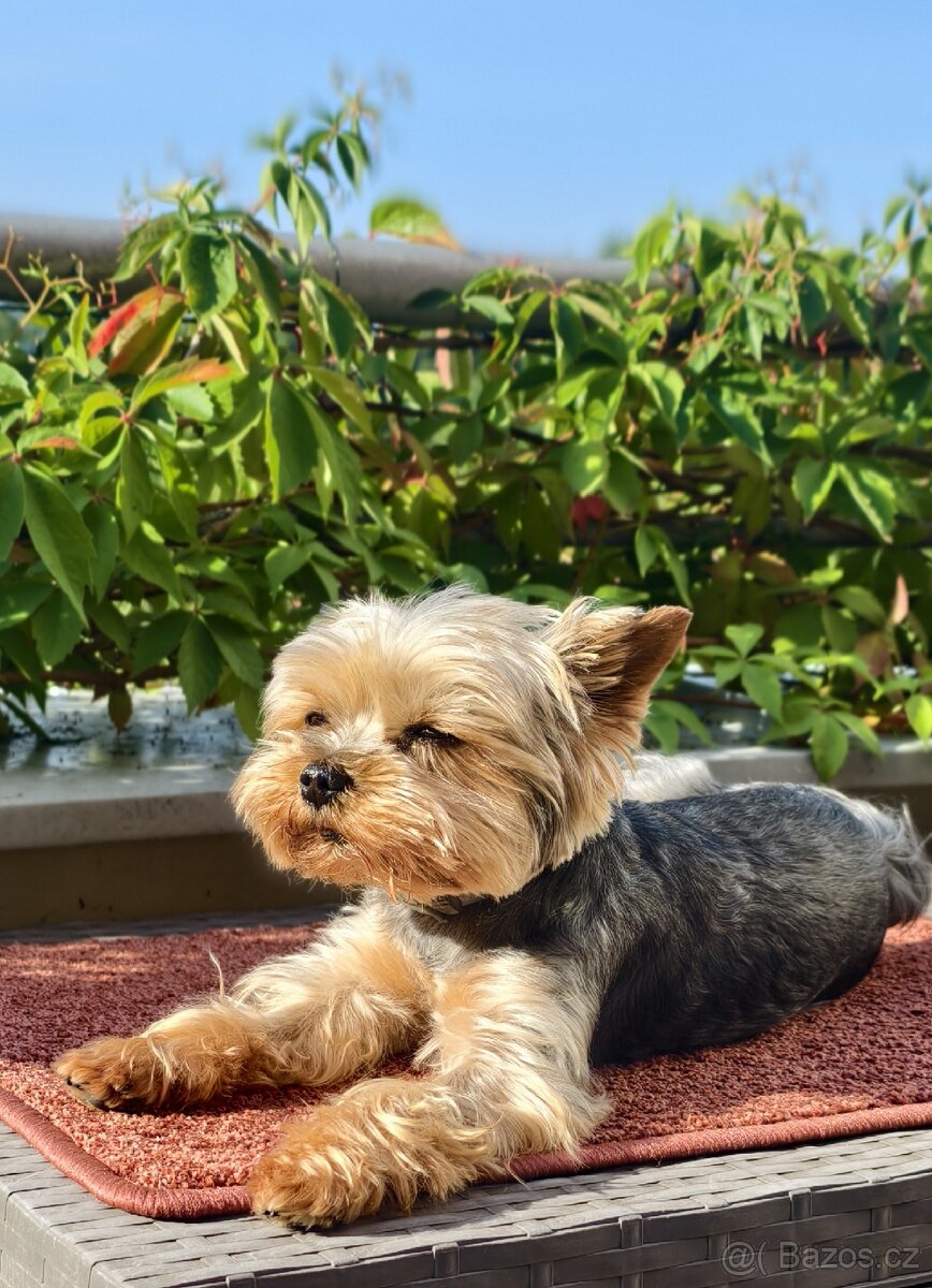 Jorkšírský teriér - 3