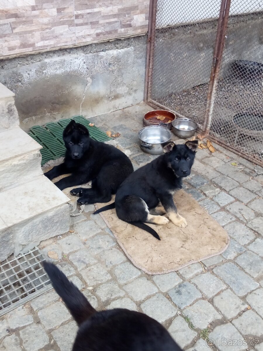 Německý ovčák - 3