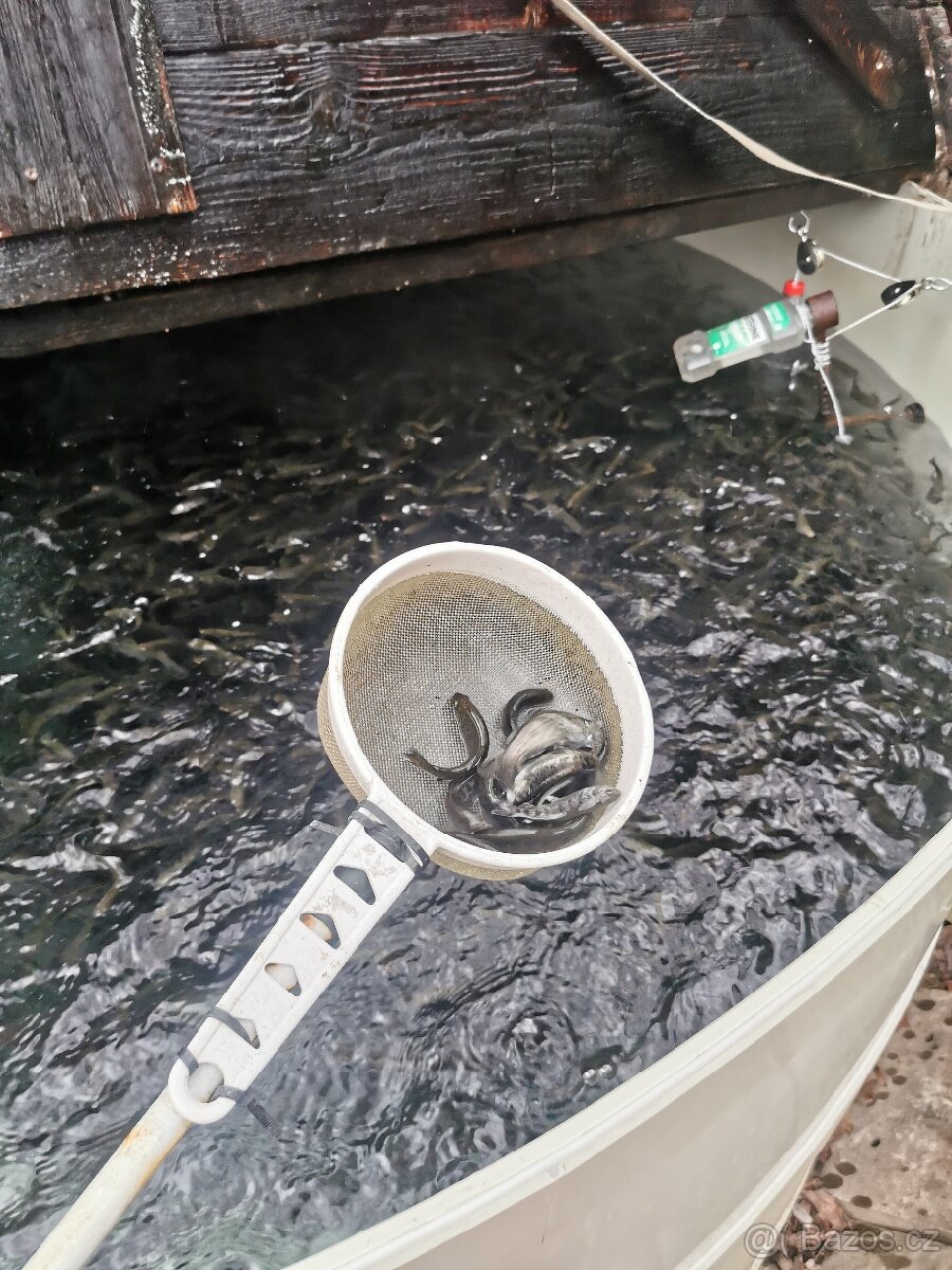 Nasada pstruha duhového. - 3