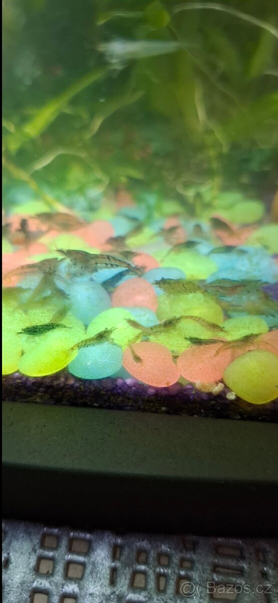 Krevetky sladkovodní - 3