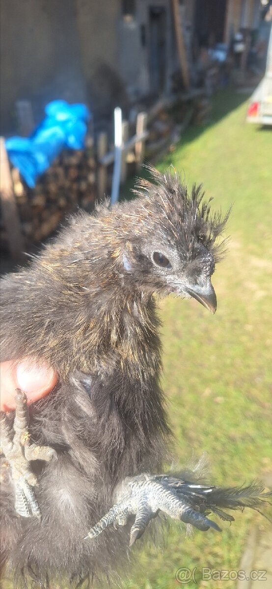 Kohout Hedvábnička zdrobnělá - 3