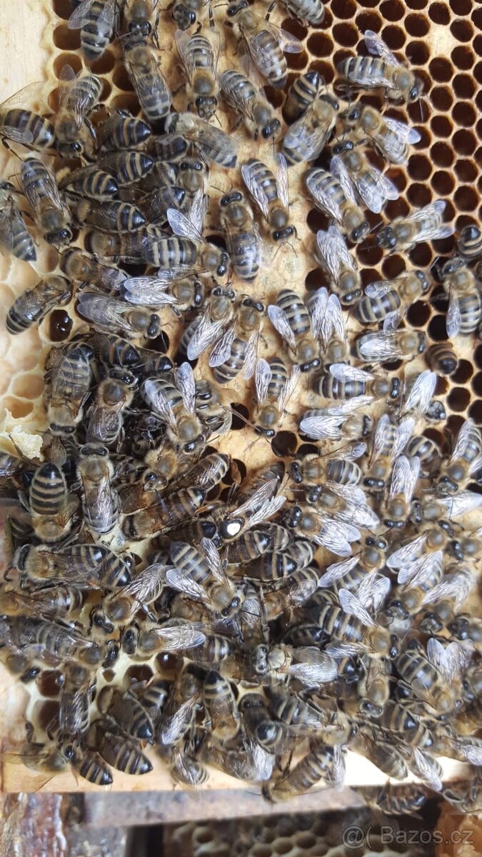 Včely, včelstva, vyzimovana vcelstva - 3