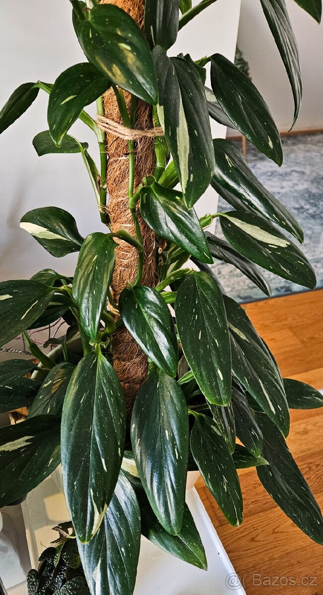 Monstera Cobra variegata - 3