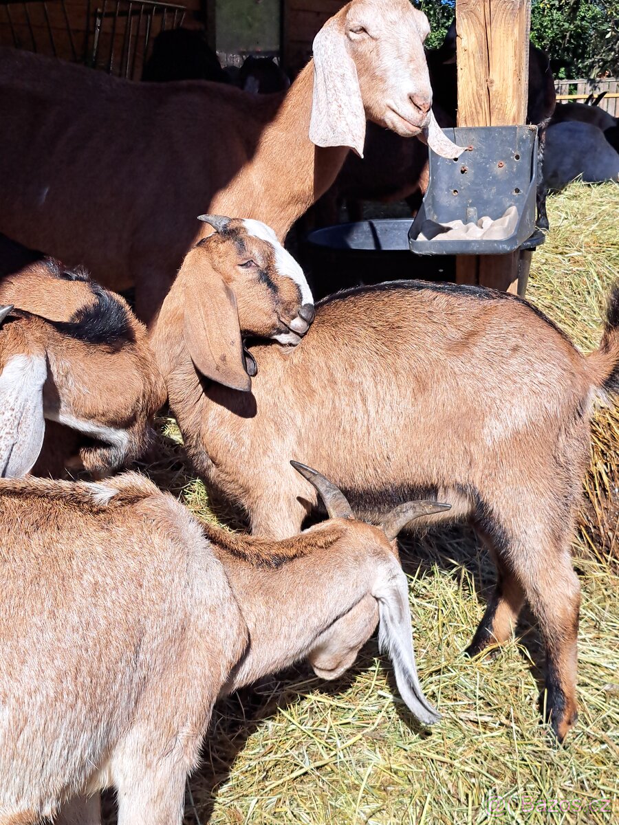 100%Anglonubijský kozlik - 3