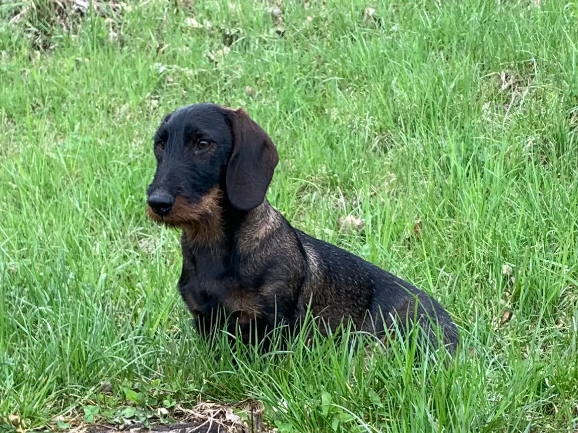 Krytí - drsnosrstý jezevčík standard - 3