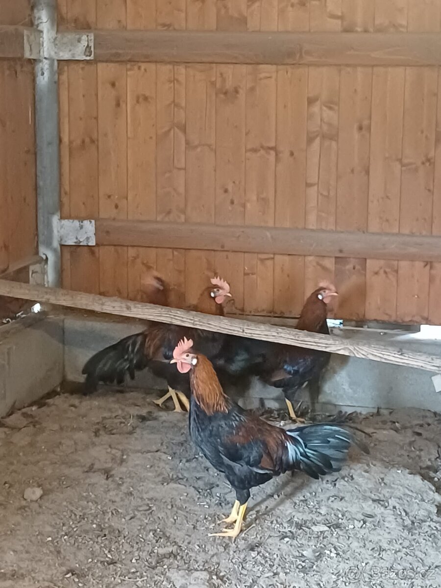 Kohout 🐓 Vlaška koroptví - 3