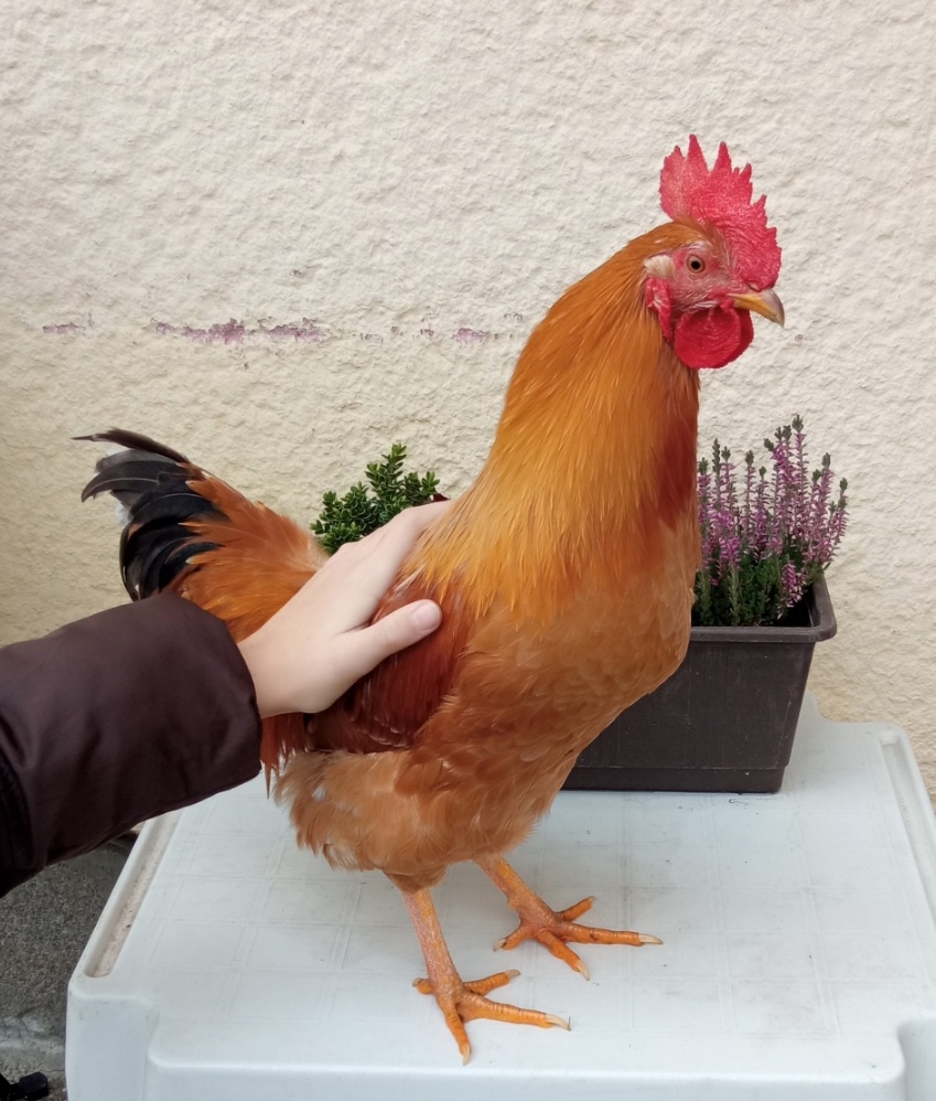 Letošní kohouti (rezervace do 23. 12.) - 3