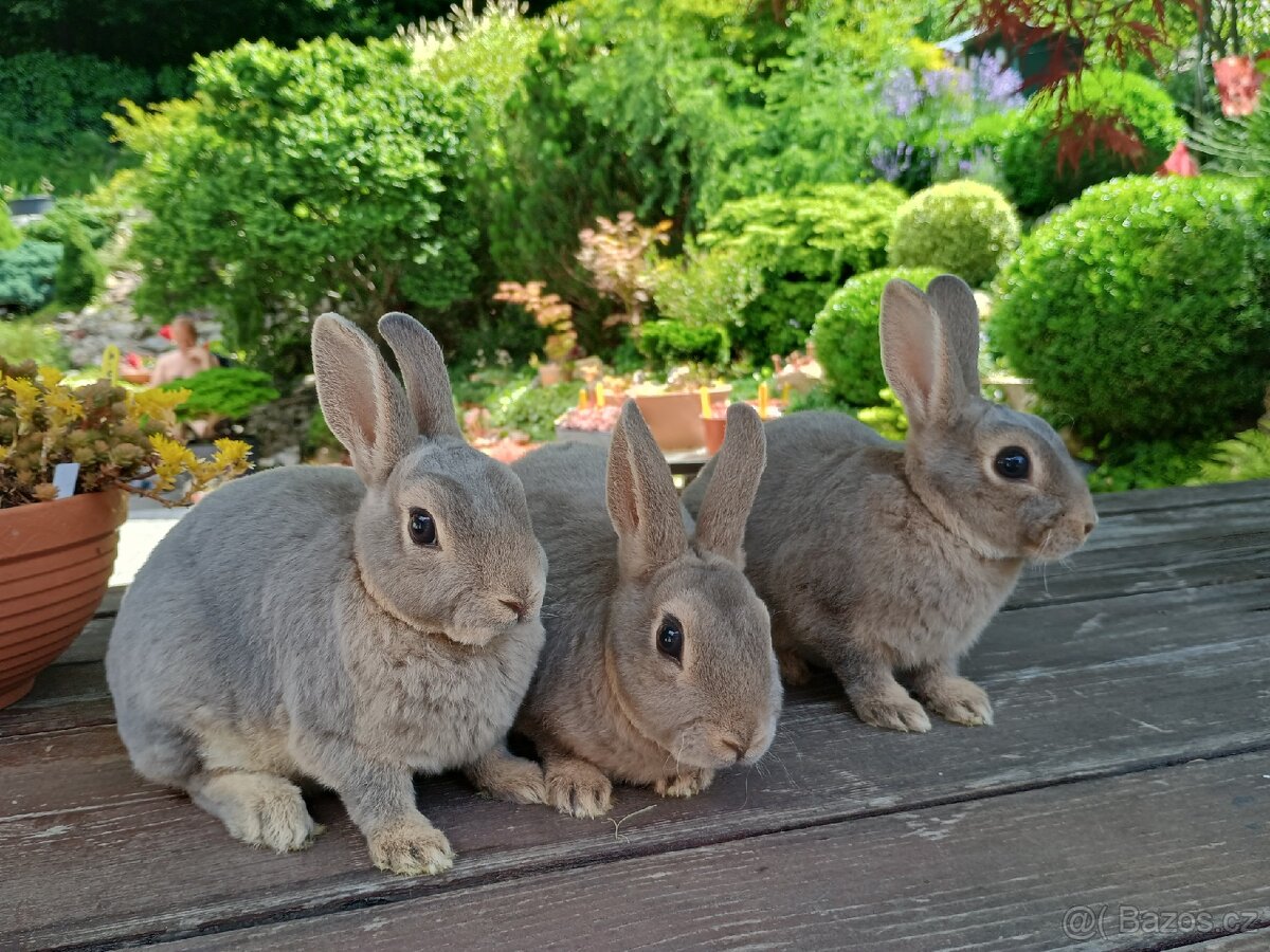 Zakrslý REX divoce modrý s rodokmenem - 3