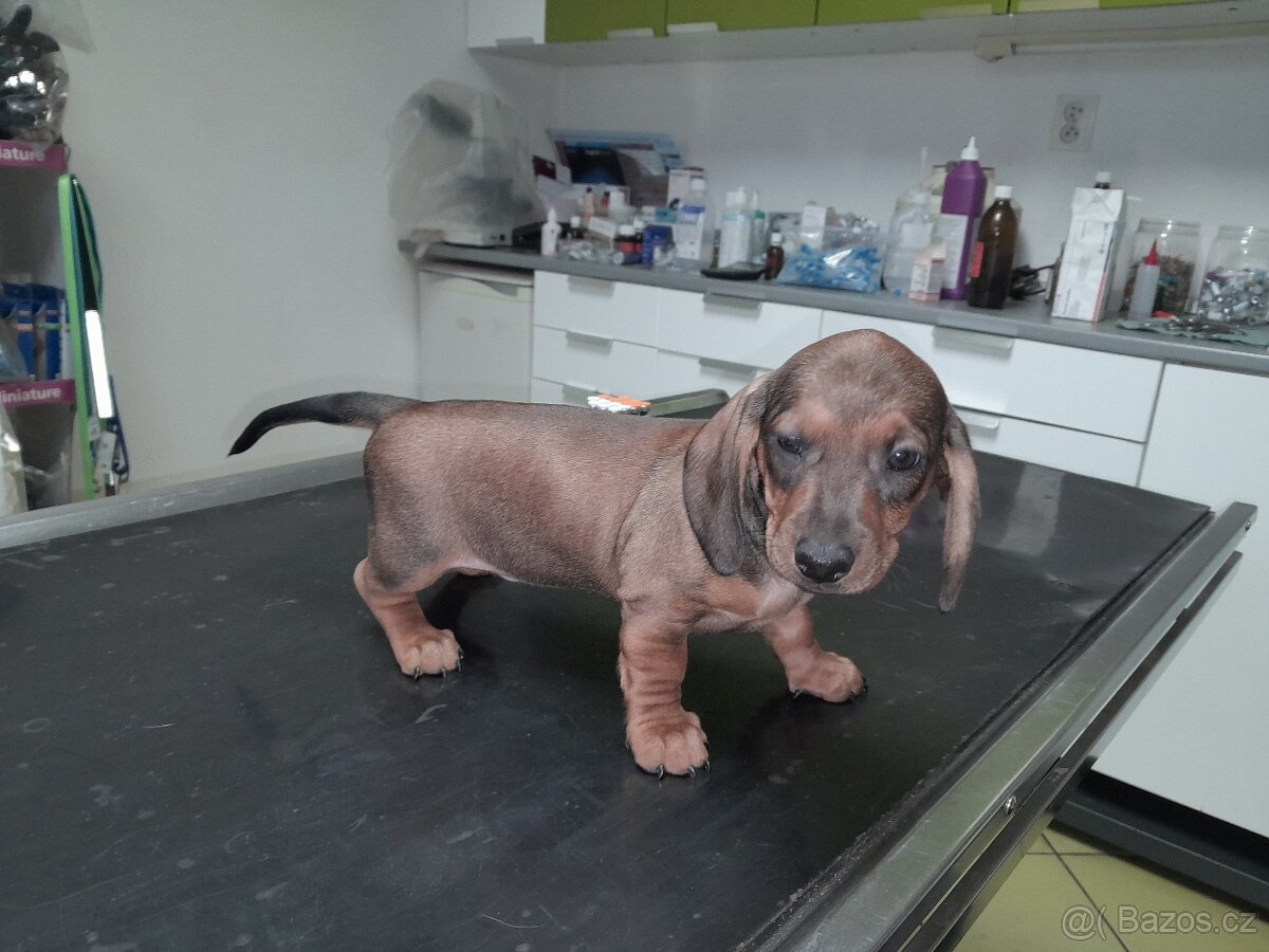Jezevčík hladkosrstý standart - 3
