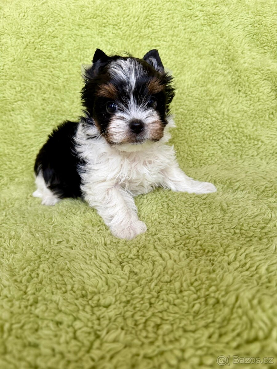 Biewer yorkshire terrier - 3