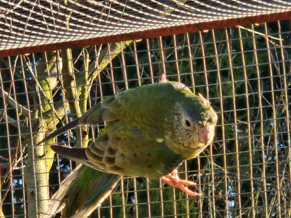 Papoušek zpěvavý - 3