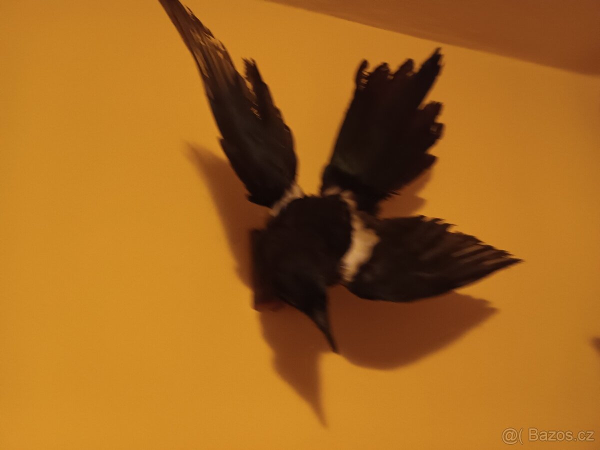 Vycpaná zvířata - 3