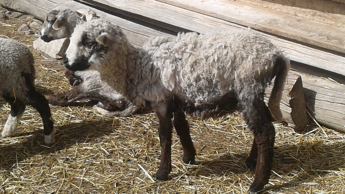 Prodám malou jehničku - 3