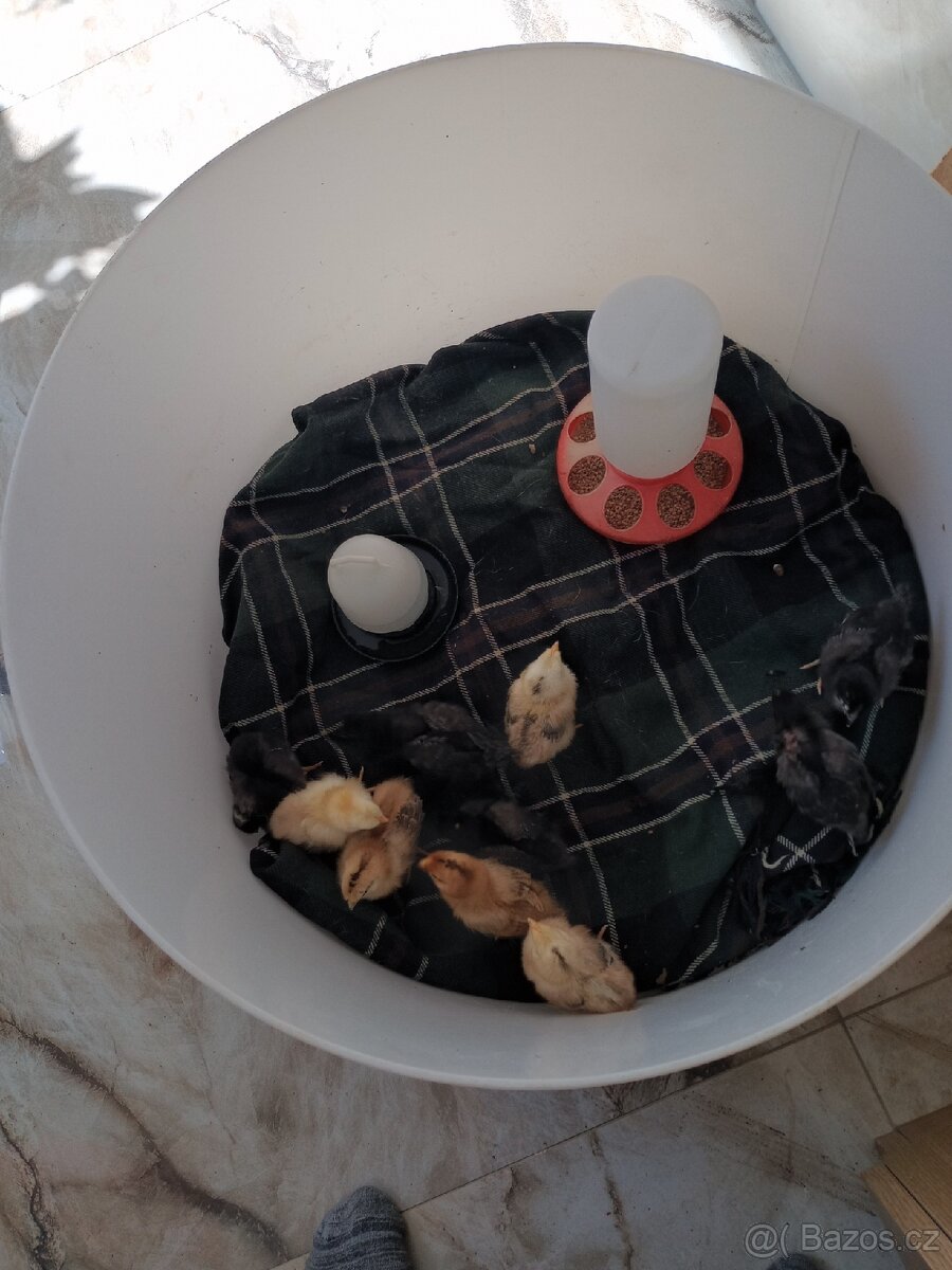 Kuřata - 3