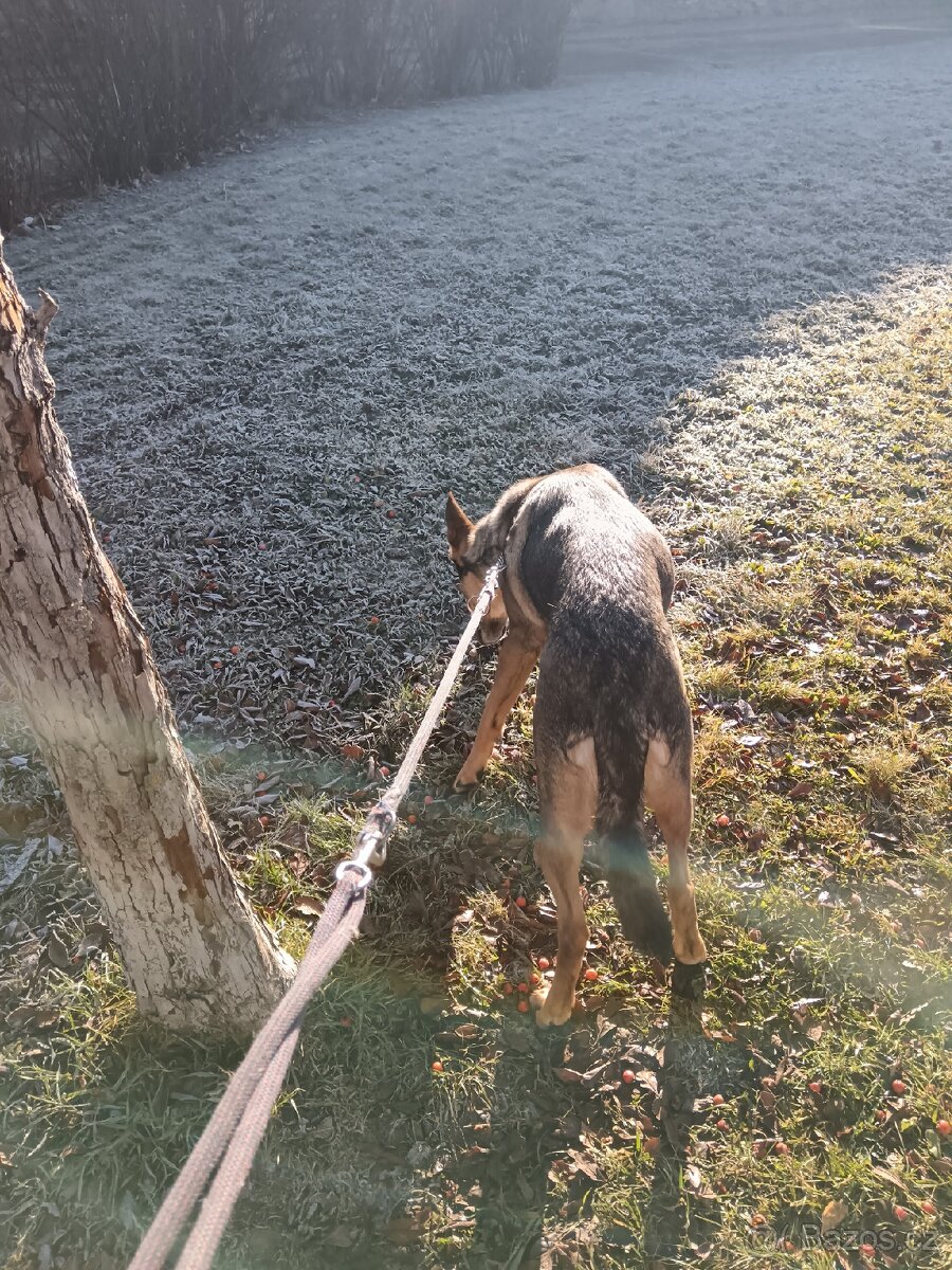 Daruji fenku německý ovčák kříženka - 3