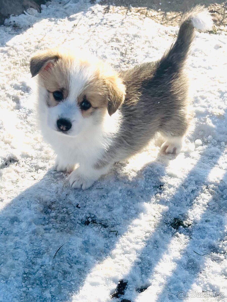 Welsh corgi pembroke s PP (FCI) - 3