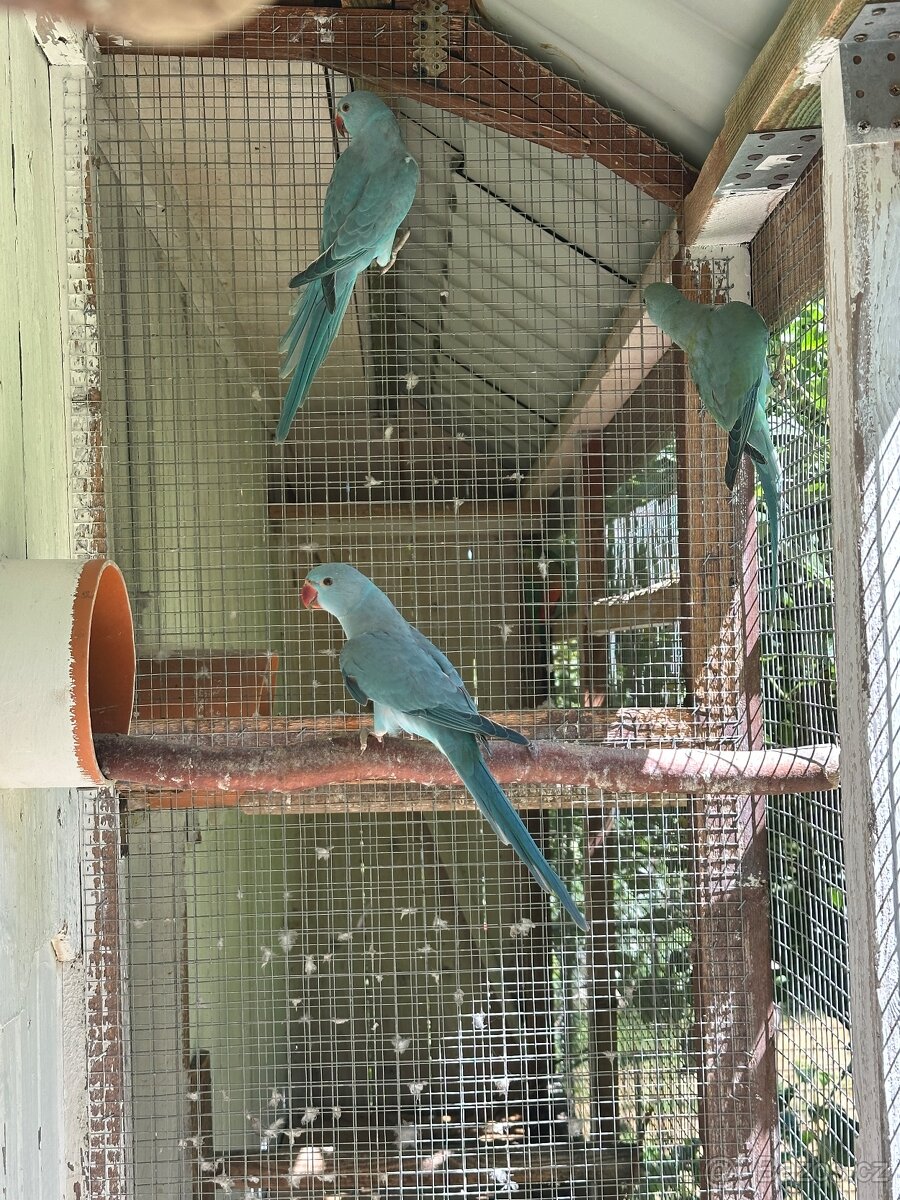 Alexandr malý/ho 2,2 - 3