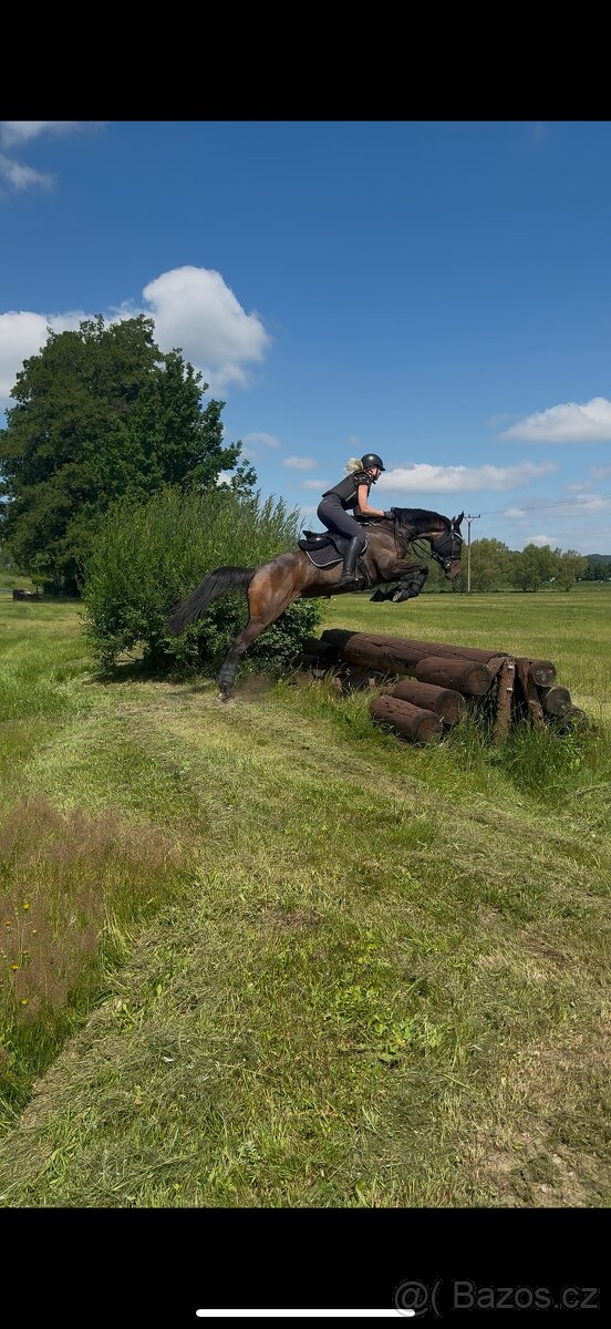 Prodám nadějnou A1/1 klisnu - 3